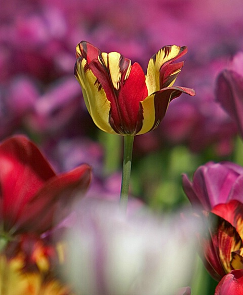 Tulip #5