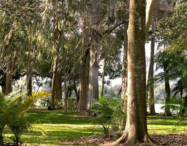 Cypress in Park