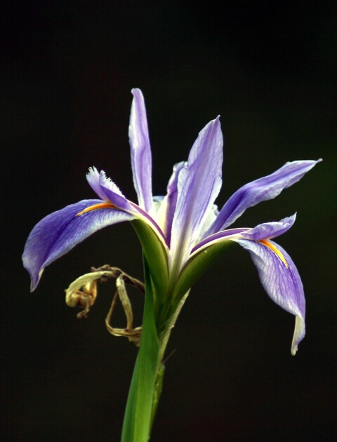 Purple Flower, Black Pond