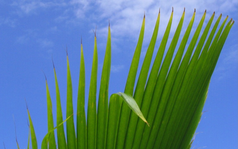 Hawaiian Palm 