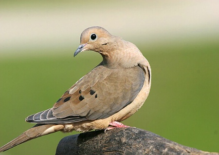 Mourning Dove