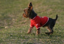 Funny Animals