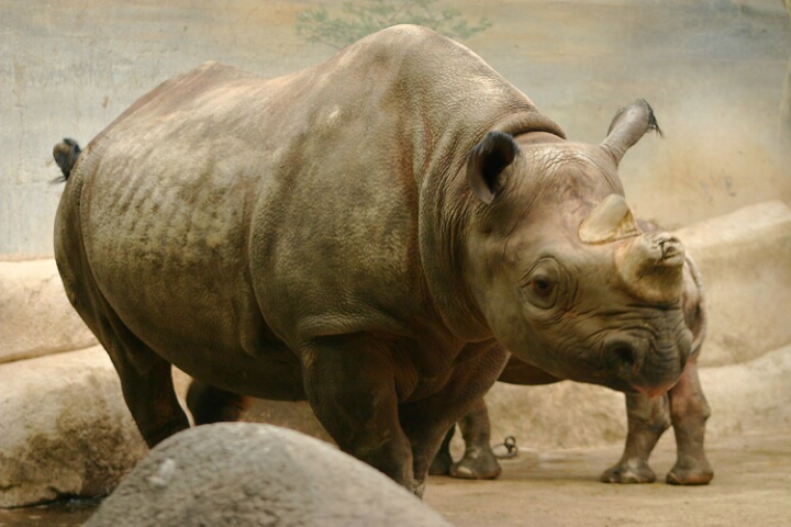Rhino before