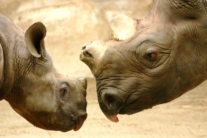 Mother and Baby Rhino Closeup