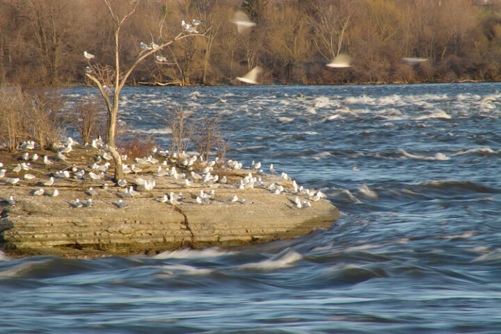 Seagull Gathering