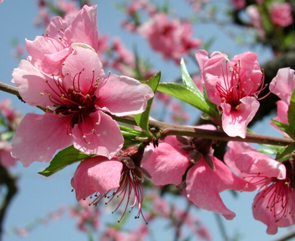 Peach Blossom Debut
