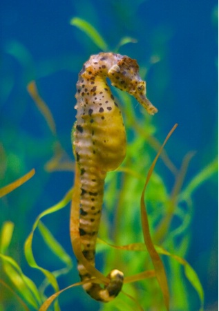 Potbellied Seahorse 