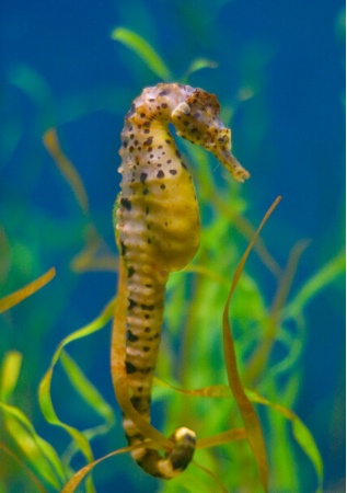 Potbellied Seahorse 