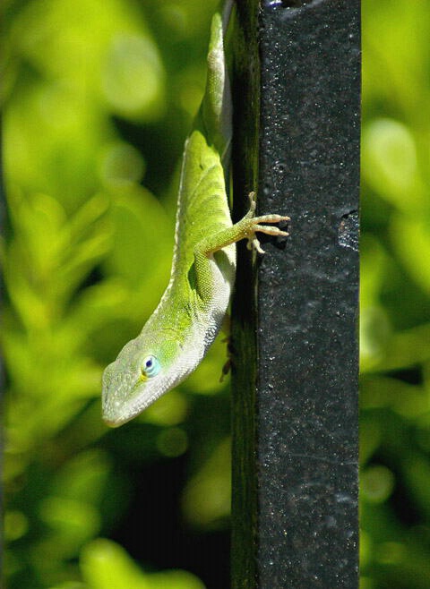 img9