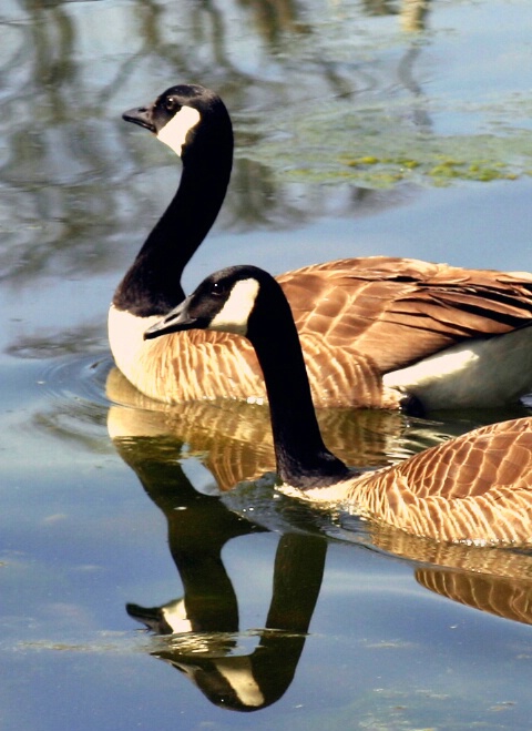 Geese Reflecting Geese