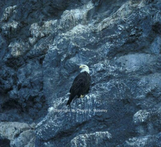 Bald Eagle on cliff - ID: 360159 © Cheryl  A. Moseley