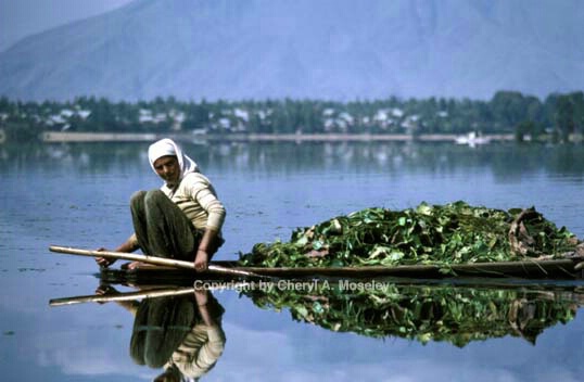 Kashmiri woman on boat (distant) - ID: 360248 © Cheryl  A. Moseley