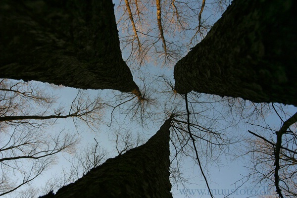 Among trees