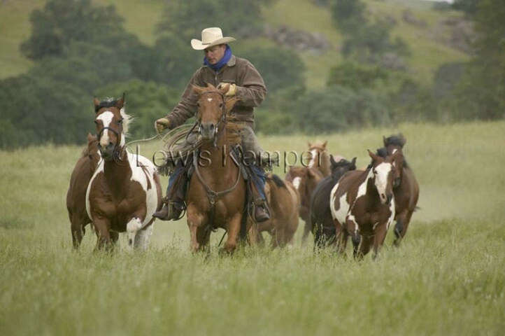 cowboy & horses