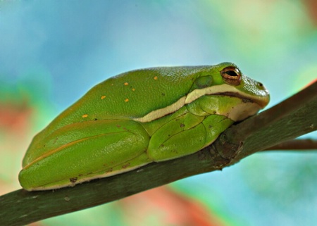 Frog Yoga