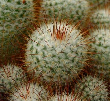 Prickly Balls