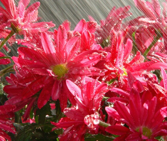 Flowers Loving the Rain - ID: 361775 © Virginia Ross