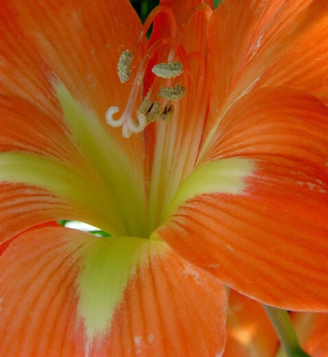 Close-Up - ID: 361779 © Virginia Ross