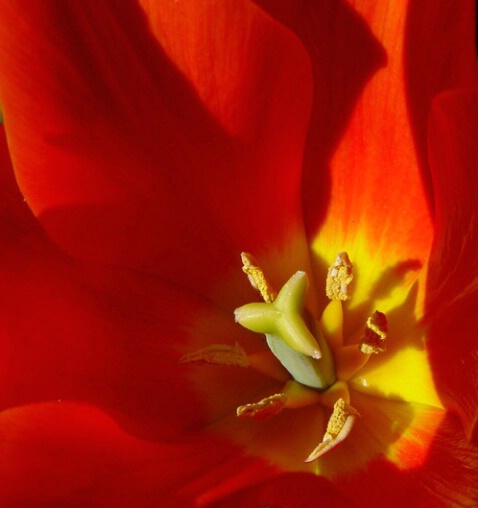 Sensual Flower - ID: 361780 © Virginia Ross