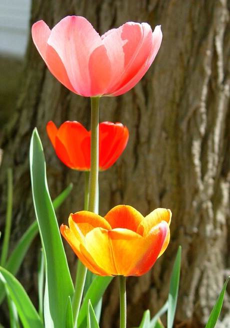 Spring Colors - ID: 361781 © Virginia Ross