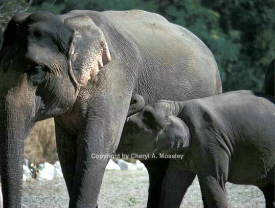 Elephant nursing, border Assam & Bhutan.jpg - ID: 362415 © Cheryl  A. Moseley