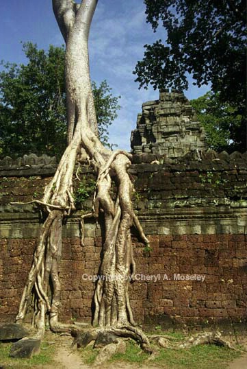 Creeping tree ancient ruins #2, Cambodia 25-6 - ID: 362435 © Cheryl  A. Moseley