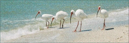 Beach Stroll