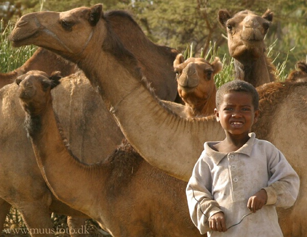 Among camels
