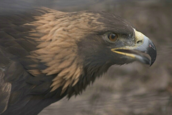 Golden Eagle - Henry Villas Zoo - Madison WI - ID: 363690 © Robert Hambley
