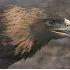 © Robert Hambley PhotoID # 363690: Golden Eagle - Henry Villas Zoo - Madison WI