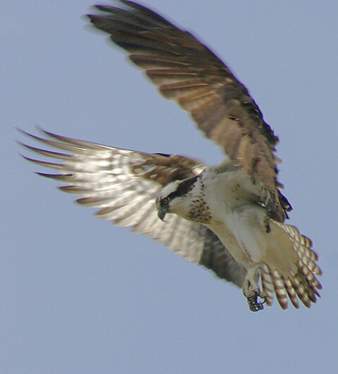 Osprey Hover