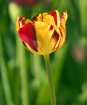 Tulip #6
