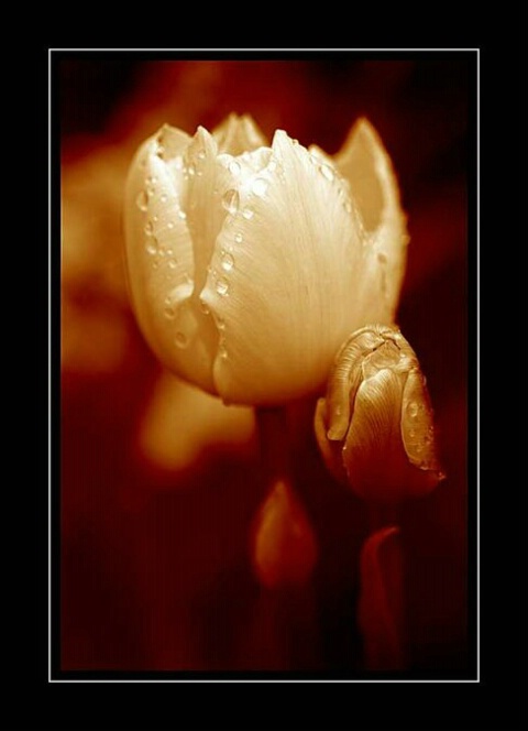 Toned Tulip (23)