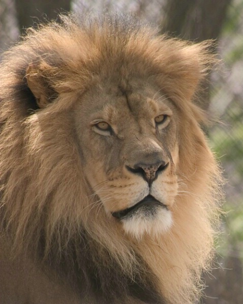Lion - Henry Villas Zoo - Madison WI - ID: 364694 © Robert Hambley