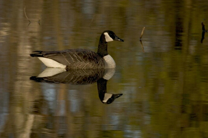 Goose Reflection - ID: 364834 © Robert Hambley