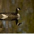 © Robert Hambley PhotoID # 364834: Goose Reflection