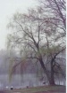 willow in fog