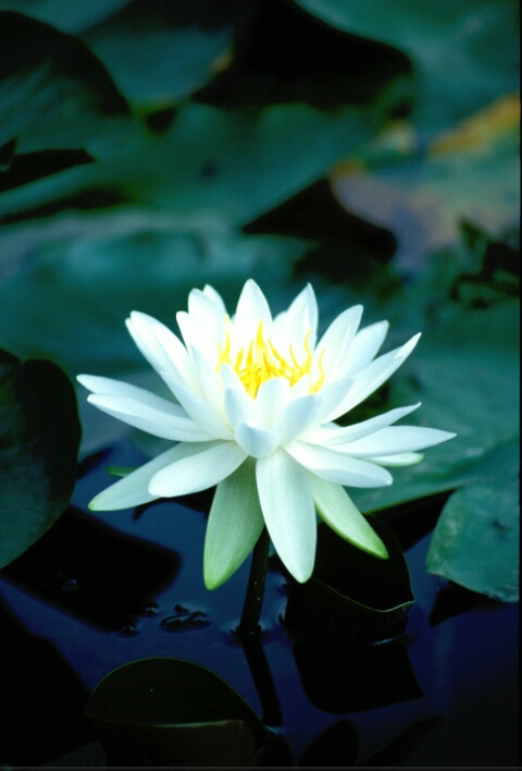 White Pond Lily