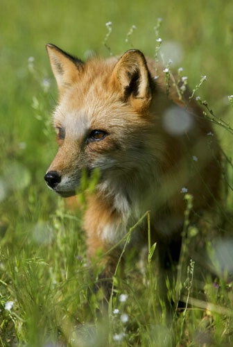 the elusive Red Fox