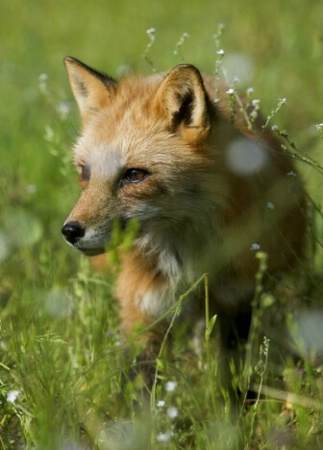 the elusive Red Fox