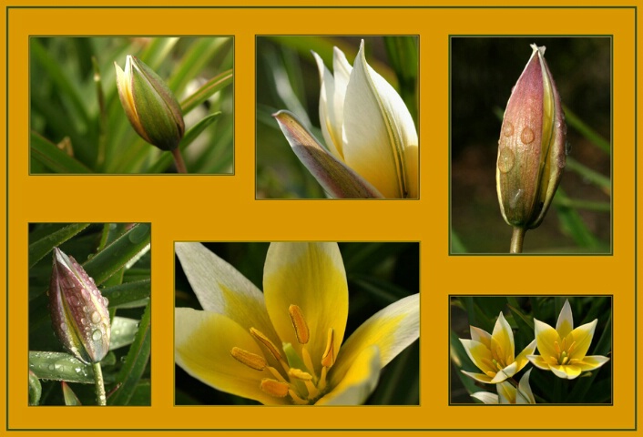 collage of Wild Tulips
