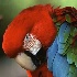 © Donald E. Chamberlain PhotoID# 365863: Parrot Head Close Up