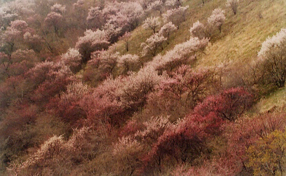 Wild apricot bloom