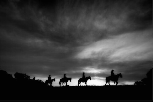 horses walking at sunset