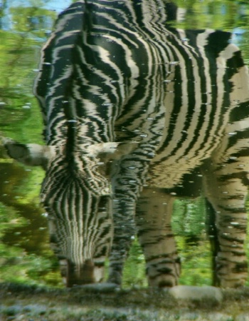 Stripey Reflection