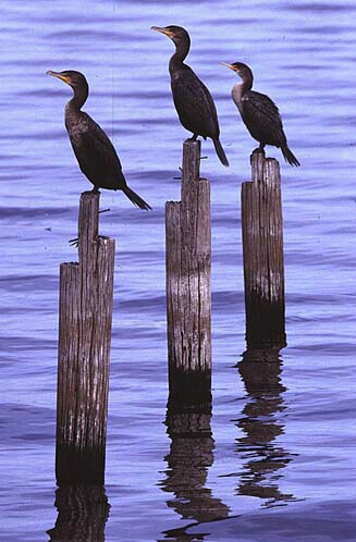 Three Cormorants on Posts