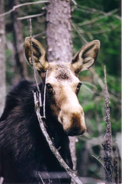 Cow Moose In Algonquin Park