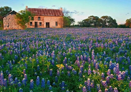 A Bluebonnet Spring