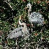 © Donald E. Chamberlain PhotoID# 366929: Male GB Heron Presenting Twig to Female