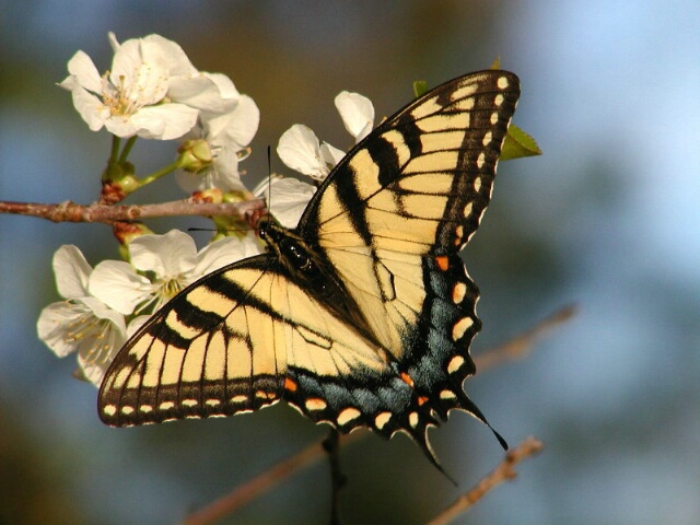 The Pollinator